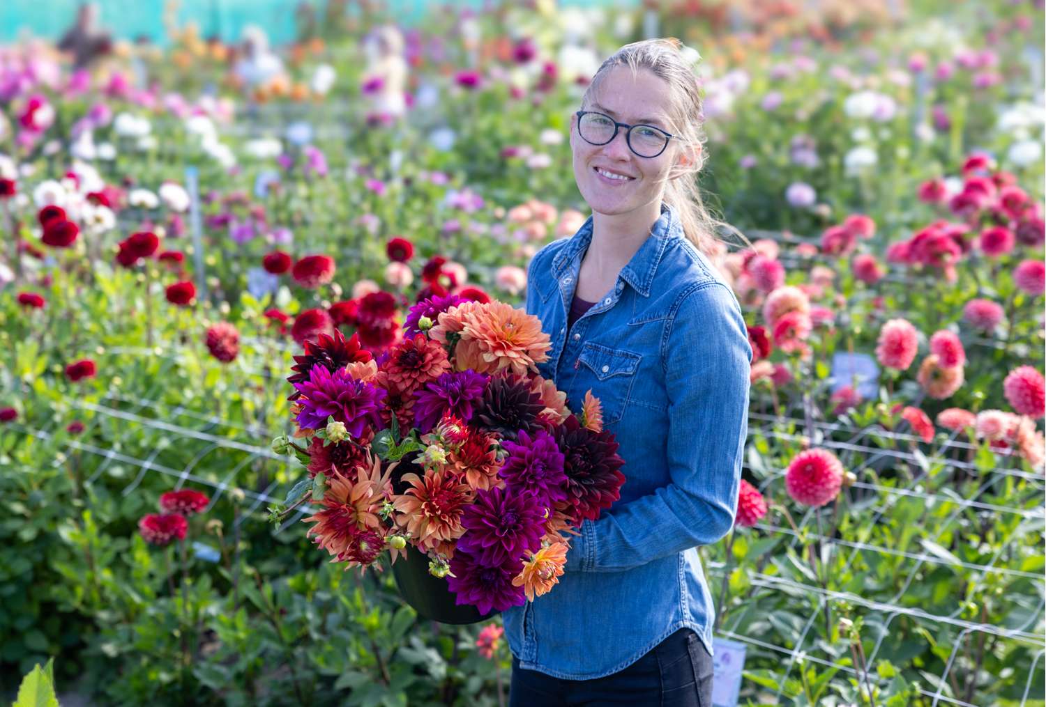 Mélange de dahlias 'Amber'
